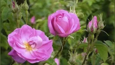 فواید شگفت‌انگیز گل سرخ برای مراقبت از پوست


