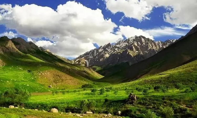 ثبت تصاویر تماشایی از همزیستی خرس‌های قهوه‌ای و کل‌وبزها در اشترانکوه+فیلم