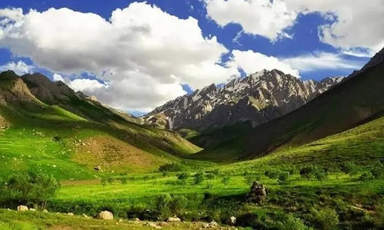 ثبت تصاویر تماشایی از همزیستی خرس‌های قهوه‌ای و کل‌وبزها در اشترانکوه+فیلم