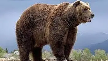 هنرنمایی این خرس موسیقی دان وایرال شد!+ فیلم