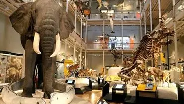 موزه ملی اسکاتلند کجاست ؟
