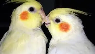 عروس هلندی نر بخرم یا ماده ؟
