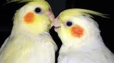 عروس هلندی نر بخرم یا ماده ؟
