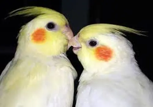 چادر کوهنوردی چیست؟
