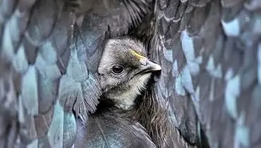 شگفت‌انگیزترین تصاویر حیات‌وحش ۲۰۲۵؛ از مانتیس ژاپنی تا خرس قطبی + عکس

