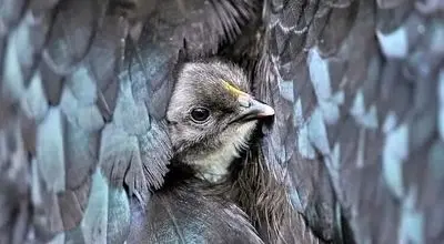 شگفت‌انگیزترین تصاویر حیات‌وحش ۲۰۲۵؛ از مانتیس ژاپنی تا خرس قطبی + عکس

