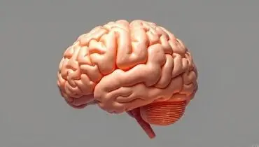 چگونه سبک زندگی سالم مغز را جوان نگه می‌دارد


