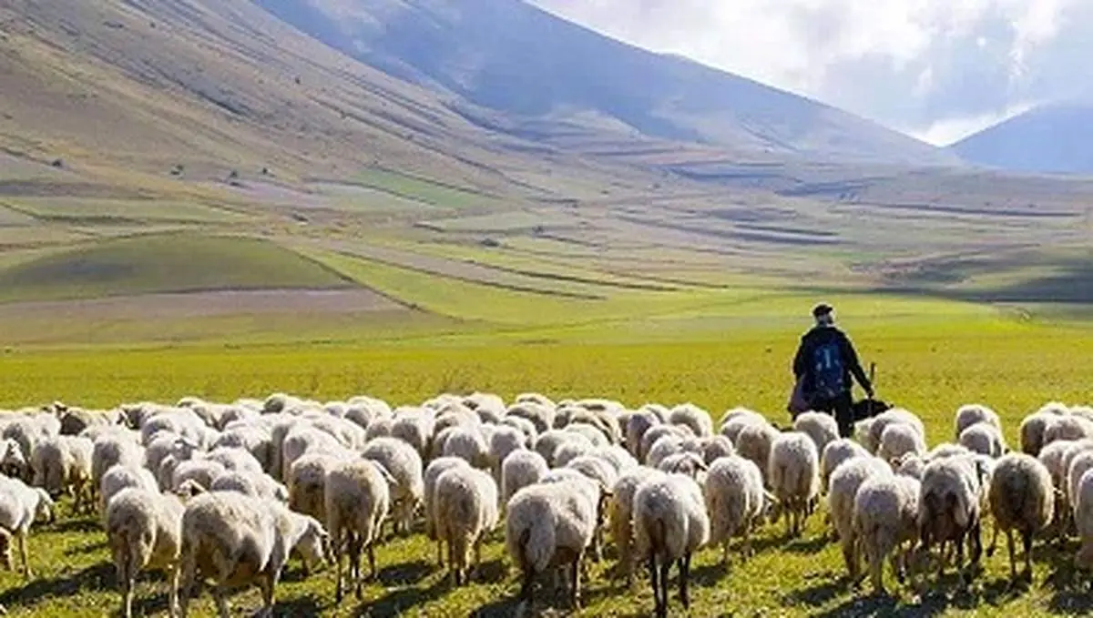 آقای وزیر! نه معلم، چوپان است نه بچههای ما گوسفند