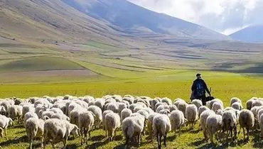 آقای وزیر! نه معلم، چوپان است نه بچه‌های ما گوسفند
