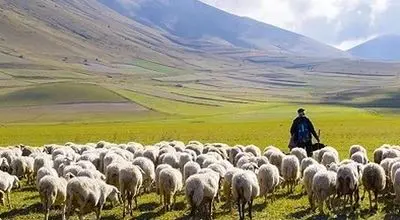 آقای وزیر! نه معلم، چوپان است نه بچه‌های ما گوسفند
