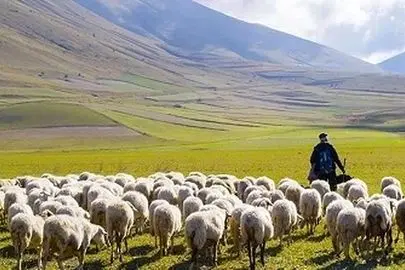 آقای وزیر! نه معلم، چوپان است نه بچه‌های ما گوسفند
