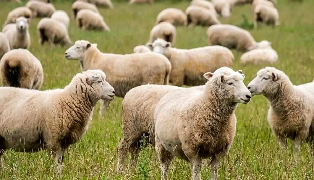 قیمت دام زنده امروز ۲ آذر 1404 + جدول