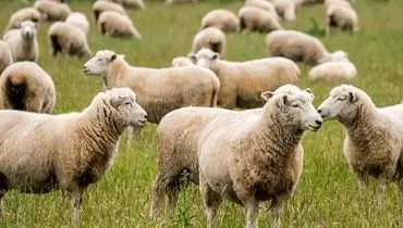 قیمت دام زنده امروز ۲ آذر 1404 + جدول