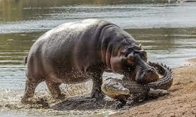 لحظه نادر گاز گرفتن دم کروکودیل توسط اسب آبی کنجکاو + فیلم
