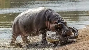 لحظه نادر گاز گرفتن دم کروکودیل توسط اسب آبی کنجکاو + فیلم
