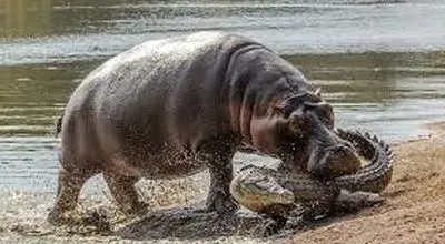 لحظه نادر گاز گرفتن دم کروکودیل توسط اسب آبی کنجکاو + فیلم
