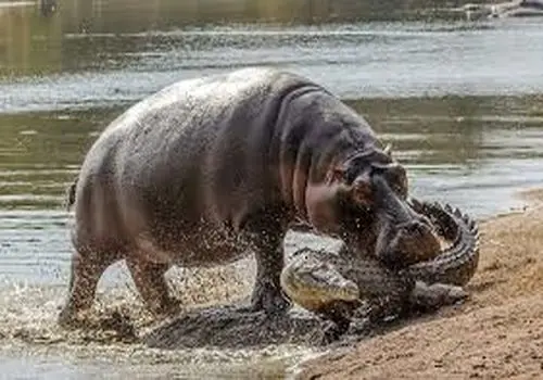 لحظه نادر گاز گرفتن دم کروکودیل توسط اسب آبی کنجکاو + فیلم
