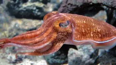 توانایی باورنکردنی استتار و تغییر رنگ ماهی مرکب + فیلم
