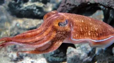 توانایی باورنکردنی استتار و تغییر رنگ ماهی مرکب + فیلم
