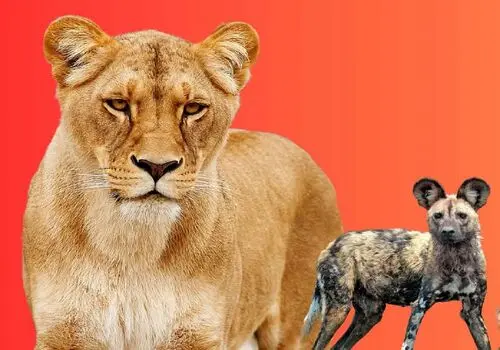 گربه خوش اشتها در حین دزدیدن ماهی بزرگ، گیر افتاد+ فیلم
