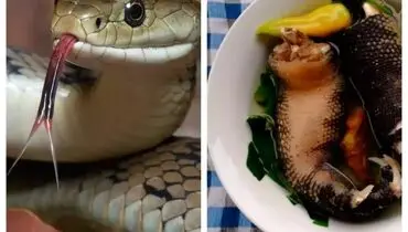 جایگزینی گوشت مار برای نجات زمین!