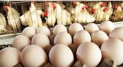 عرضه کافی، قیمت‌ها را پایین آورد؛ پایان التهاب در بازار مرغ و تخم‌مرغ