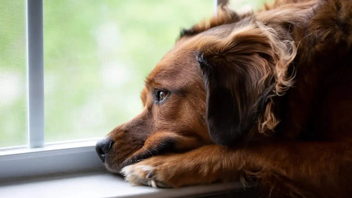 وفاداری سگ حد و مرز نمی‌شناسد + فیلم

