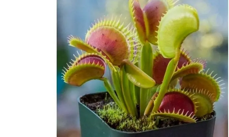 تصاویر جذاب  5 گونه گیاه گوشت خوار شگفت انگیز جهان + فیلم
