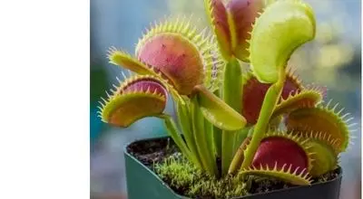 تصاویر جذاب  5 گونه گیاه گوشت خوار شگفت انگیز جهان + فیلم
