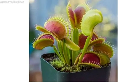 تصاویر جذاب  5 گونه گیاه گوشت خوار شگفت انگیز جهان + فیلم
