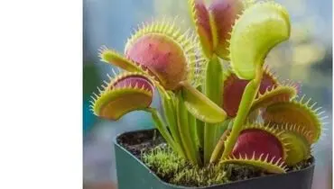 تصاویر جذاب  5 گونه گیاه گوشت خوار شگفت انگیز جهان + فیلم
