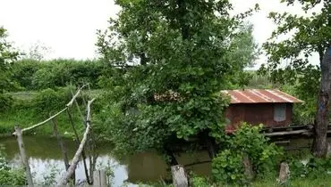 نگینی سرسبز وکهن در دل جنگل‌های هیرکانی+تصاویر