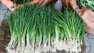 این گیاه معده شما را قوی می‌کند 