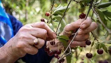 4 شرط مهم حق الماره یا خوردن میوه از درختان مردم+ فیلم