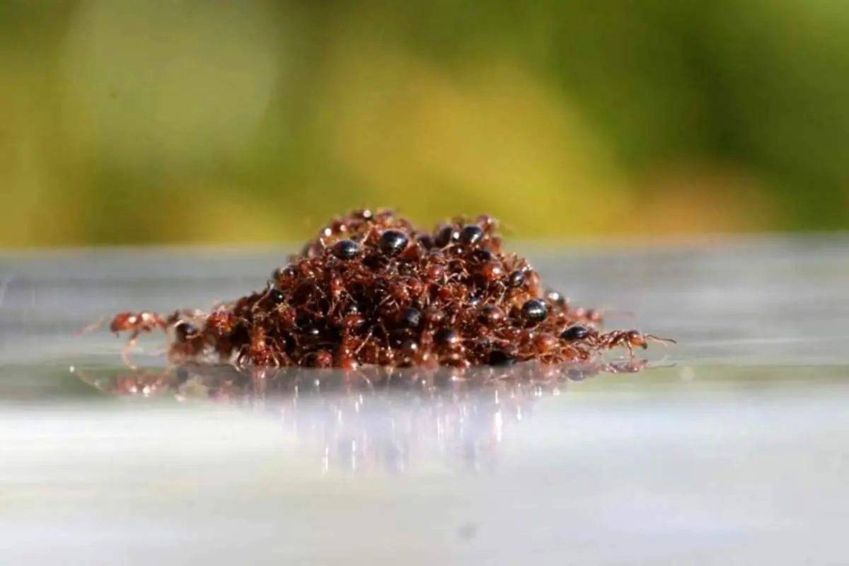 راز عجیب شناورهایی از جنس «مورچه» که می‌توانند هفته‌ها روی آب بمانند + عکس
