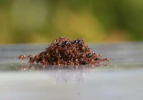 کشف «ملکۀ مورچه» 16 میلیون‌ساله 

