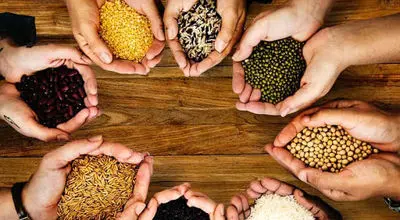 از خوردن این دانه های خوراکی غافل نشوید!