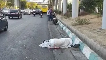 تصادف دلخراش اتوبوس و موتورسیکلت در بزرگراه شهید نواب