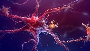 سلول‌ها چگونه هویت خود را برای ساخت اندام‌ها پیدا می‌کنند؟