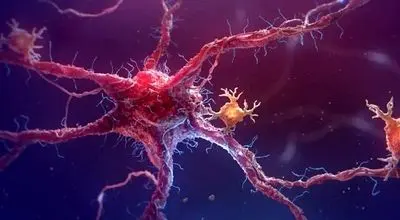 سلول‌ها چگونه هویت خود را برای ساخت اندام‌ها پیدا می‌کنند؟