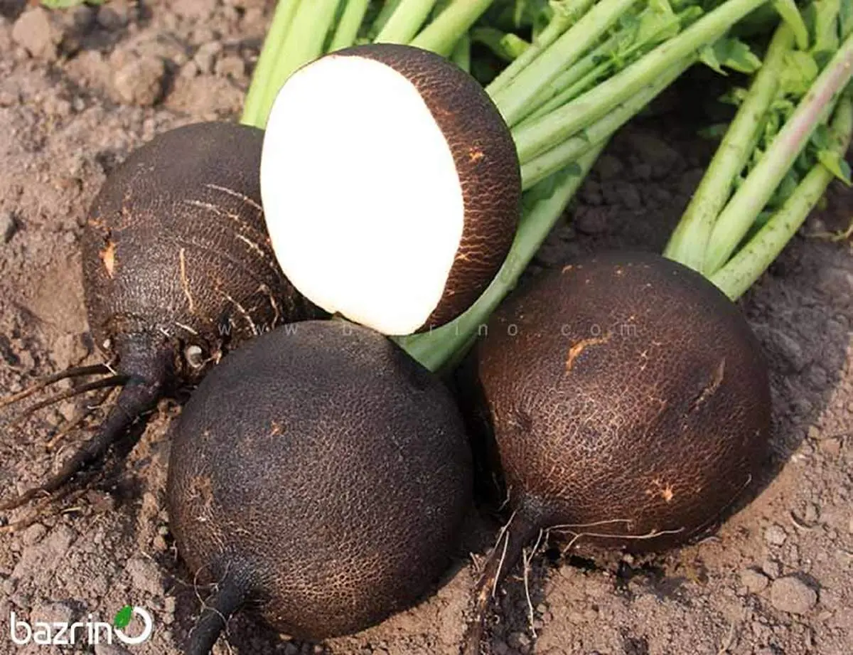 راهکار طبیعی کنترل فشار خون: خواص شگفت‌انگیز ترب
