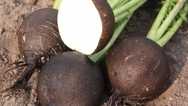 راهکار طبیعی کنترل فشار خون: خواص شگفت‌انگیز ترب
