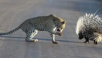 باخت باورنکردنی «پلنگ» از دو «تشی» + فیلم 
