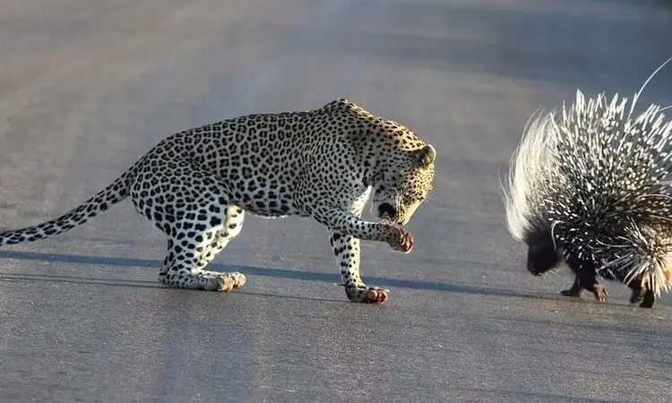 باخت باورنکردنی «پلنگ» از دو «تشی» + فیلم 
