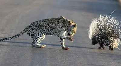 باخت باورنکردنی «پلنگ» از دو «تشی» + فیلم 
