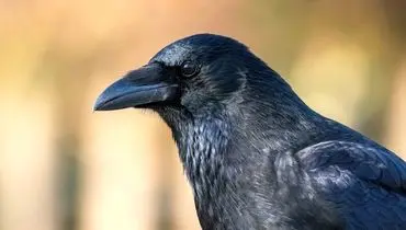 این پرنده عجیب قابلیت شناسایی پول را دارد+فیلم