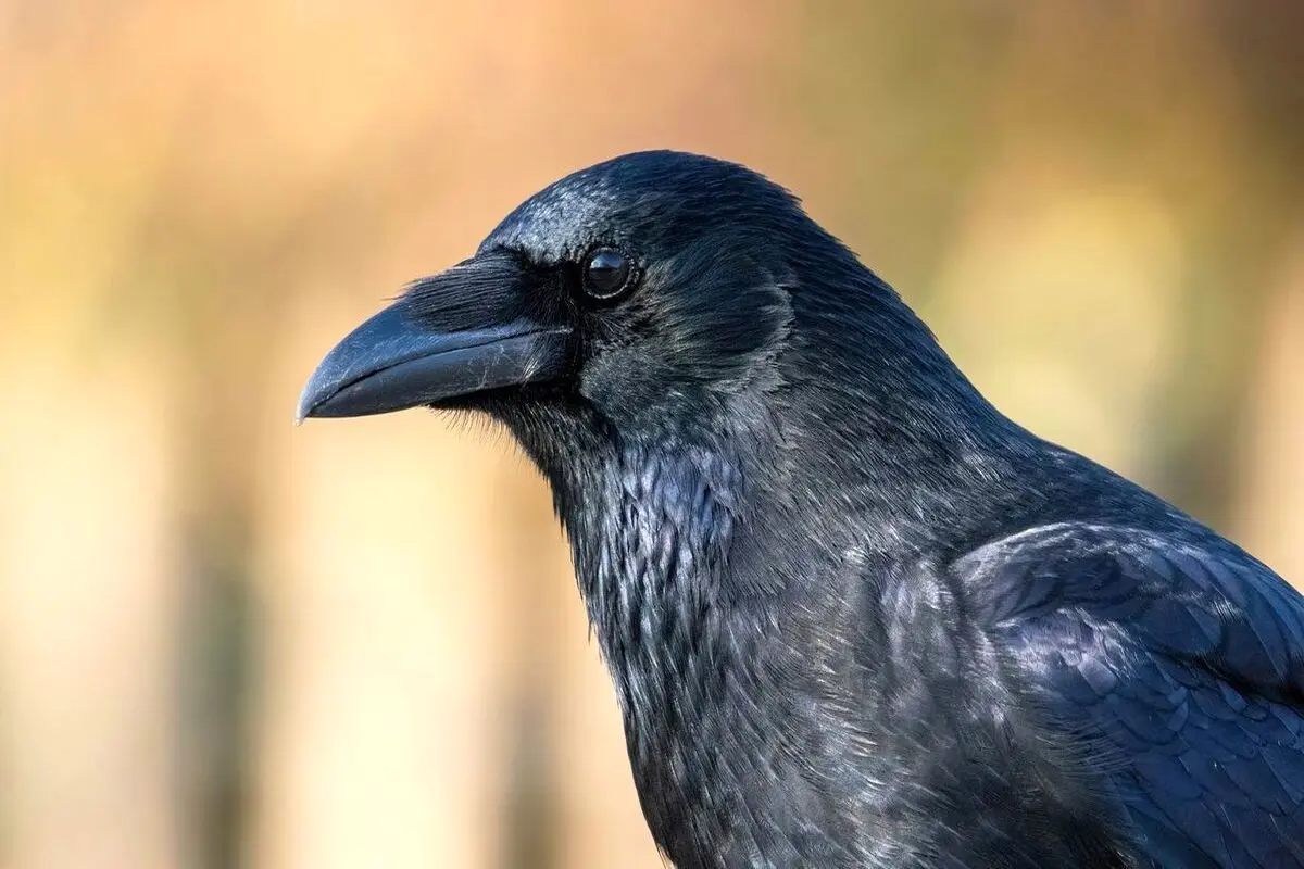 این پرنده عجیب قابلیت شناسایی پول را دارد+فیلم