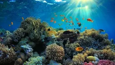 سدسازی این ماهی باهوش در اعماق دریا وایرال شد + فیلم