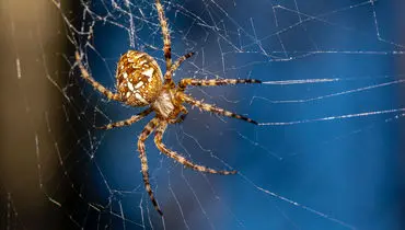عنکبوتی که در سایه‌ها ناپدید می‌شود + عکس