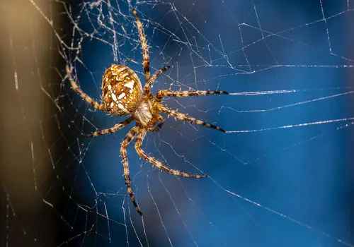 عنکبوتی که در سایه‌ها ناپدید می‌شود + عکس